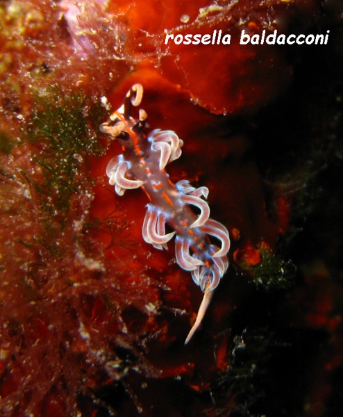 Facelina rubrovittata